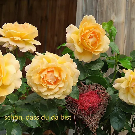 Hernis-hoefle 5 Sterne 